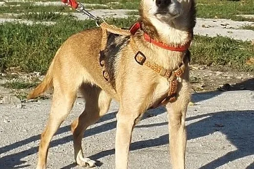 Radosna psinka Skinka,  dolnośląskie Głogów