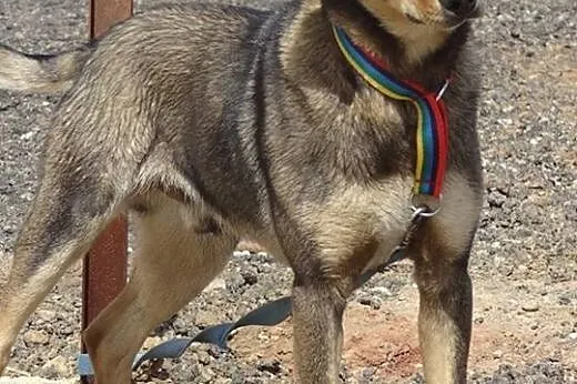 CHAPI psie dziecko, już pół roku czeka na dom- POD