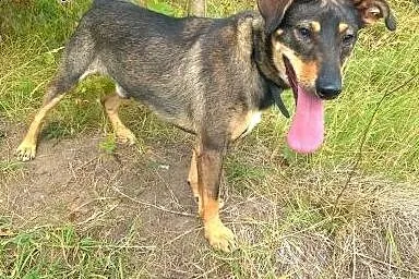 CHAPI psie dziecko, już pół roku czeka na dom- POD