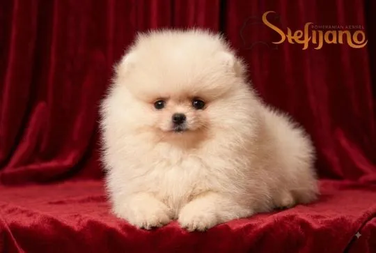 Szczenięta Pomeranian BOO | Szczenięta szpica miniaturowego (Pomeranian), Mazowieckie, Warszawa