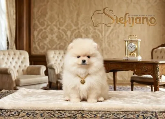Szczenięta Pomeranian BOO | Szczenięta szpica miniaturowego (Pomeranian), Mazowieckie, Warszawa