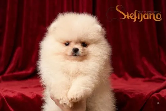 Szczenięta Pomeranian BOO | Szczenięta szpica miniaturowego (Pomeranian)