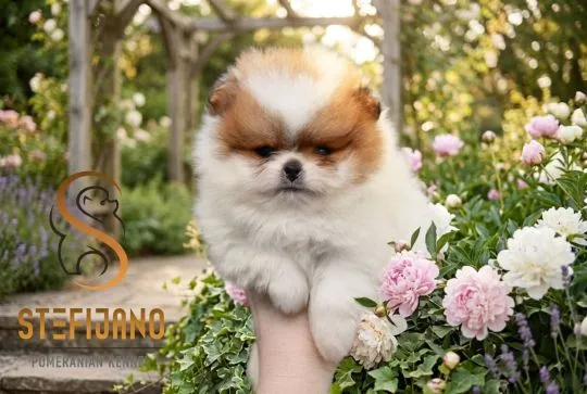 Szczenięta Pomeranian BOO | Szczenięta szpica miniaturowego (Pomeranian), Mazowieckie, Warszawa