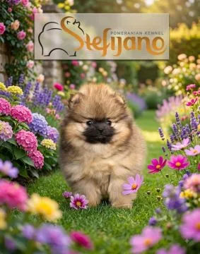Szczenięta Pomeranian BOO | Szczenięta szpica miniaturowego (Pomeranian), Mazowieckie, Warszawa