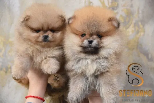 Szczenięta Pomeranian BOO | Szczenięta szpica miniaturowego (Pomeranian), Mazowieckie, Warszawa