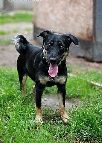 Tosia wesoła suczka szczeniak 10 mcy ADOPCJA, Kun