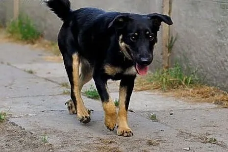 Tosia wesoła suczka szczeniak 10 mcy ADOPCJA,  Kun