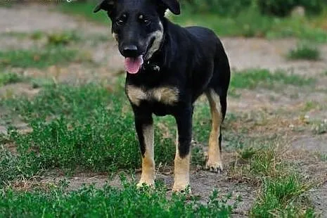 Tosia wesoła suczka szczeniak 10 mcy ADOPCJA,  Kun