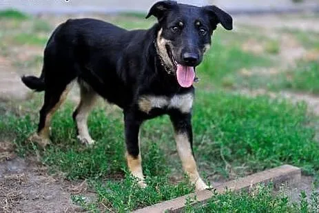 Tosia wesoła suczka szczeniak 10 mcy ADOPCJA,  Kun