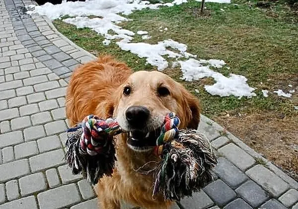 Golden Retriever - Fiona do adopcji