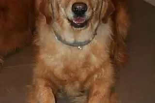 Golden Retriever - Fiona do adopcji