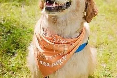 Golden Retriever - Fiona do adopcji