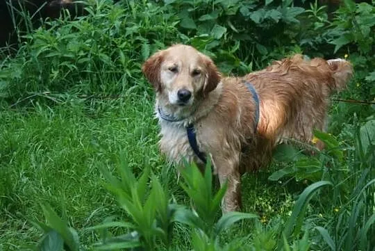 Golden Retriever - Fiona do adopcji