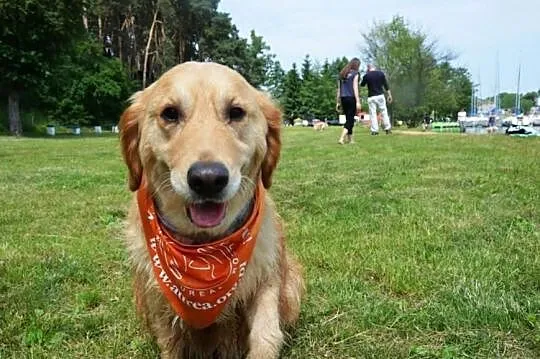 Golden Retriever - Fiona do adopcji