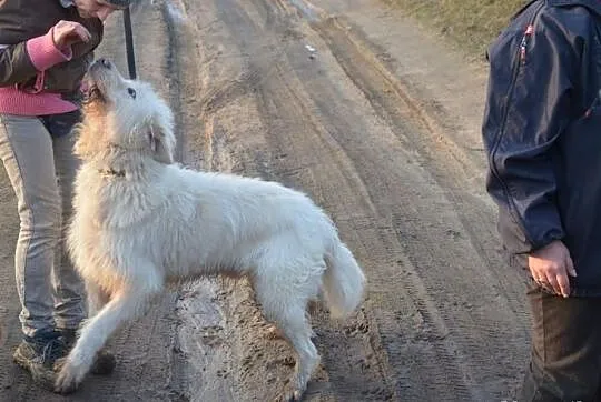 Bell piękny duży psiak