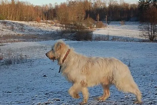 Bell piękny duży psiak