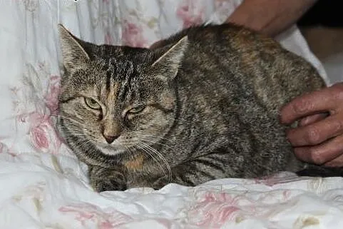 Cudna mruczka - 3lata - do adopcji,  śląskie Gliwice
