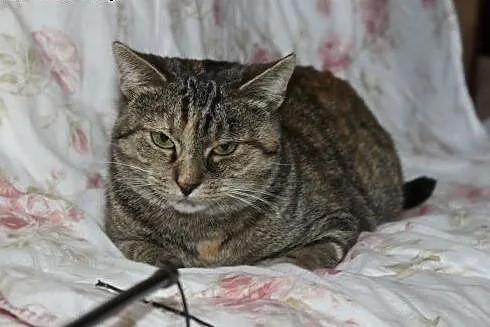 Cudna mruczka - 3lata - do adopcji,  śląskie Gliwi