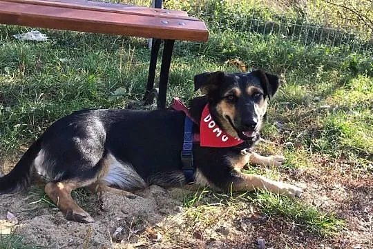 Julka, wesoła sunia do adopcji