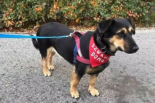 Julka, wesoła sunia do adopcji