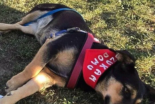 Julka, wesoła sunia do adopcji