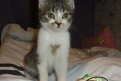 Kocurek Tavo szuka domu