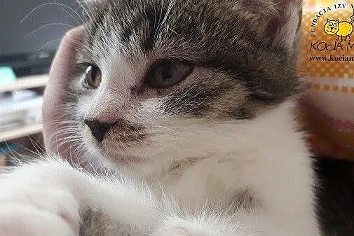 Kocurek Tavo szuka domu