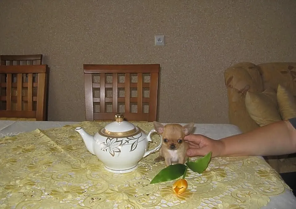 Chihuahua prześliczny mianiaturowy słodziaczek 35d