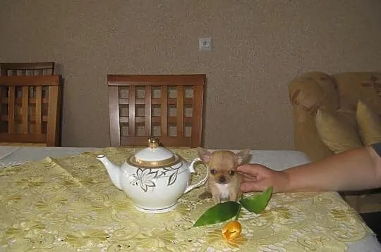Chihuahua prześliczny mianiaturowy słodziaczek 35d