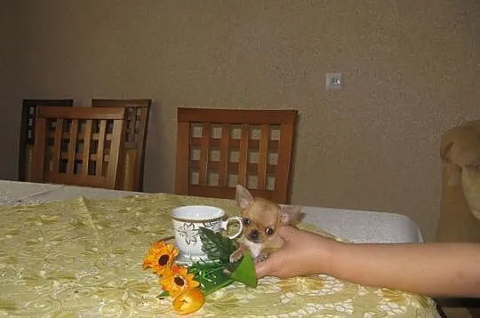 Chihuahua prześliczny mianiaturowy słodziaczek 35d