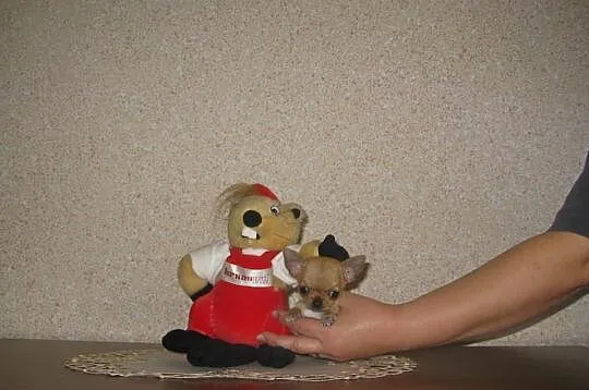 Chihuahua prześliczny mianiaturowy słodziaczek 35d