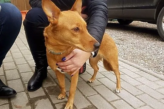 Mała, ruda lisiczka :)