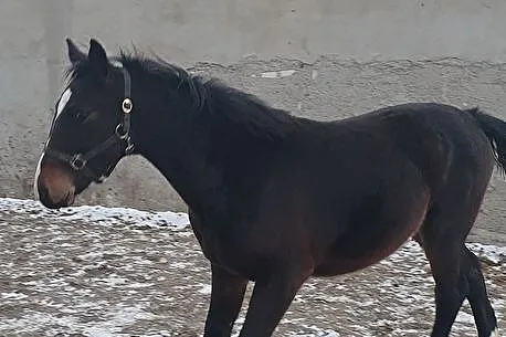 kupię konia, , 
