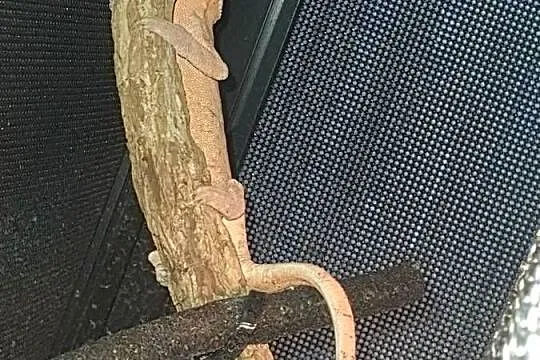 sprzedam kameleona lamparci samiczka, Kujawsko-pomorskie, Lubień Kujawski