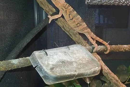 sprzedam kameleona lamparci samiczka, Kujawsko-pomorskie, Lubień Kujawski