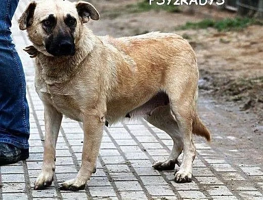 MATYLDA bardzo urocza, łagodna, sympatyczna sunia,