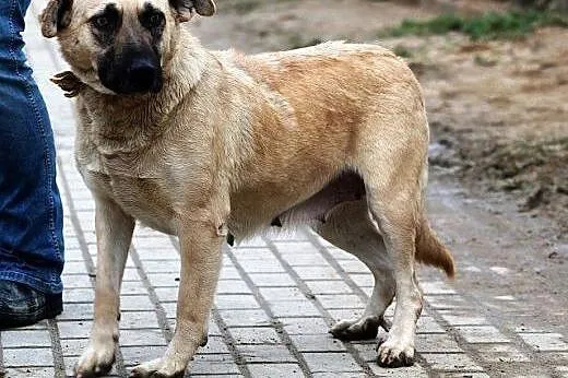 MATYLDA bardzo urocza, łagodna, sympatyczna sunia,