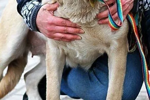 MATYLDA bardzo urocza, łagodna, sympatyczna sunia,