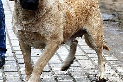 MATYLDA bardzo urocza, łagodna, sympatyczna sunia,