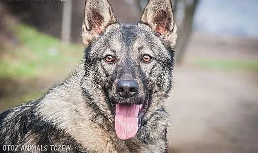 OTOZ Animals - Barney - roczny owczarkowaty psiak