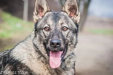 OTOZ Animals - Barney - roczny owczarkowaty psiak 