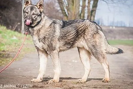 OTOZ Animals - Barney - roczny owczarkowaty psiak 