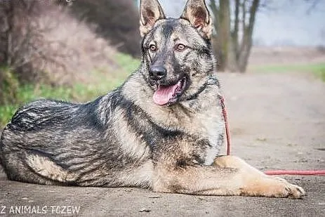 OTOZ Animals - Barney - roczny owczarkowaty psiak 