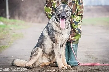 OTOZ Animals - Barney - roczny owczarkowaty psiak 