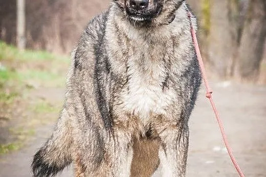 OTOZ Animals - Barney - roczny owczarkowaty psiak 