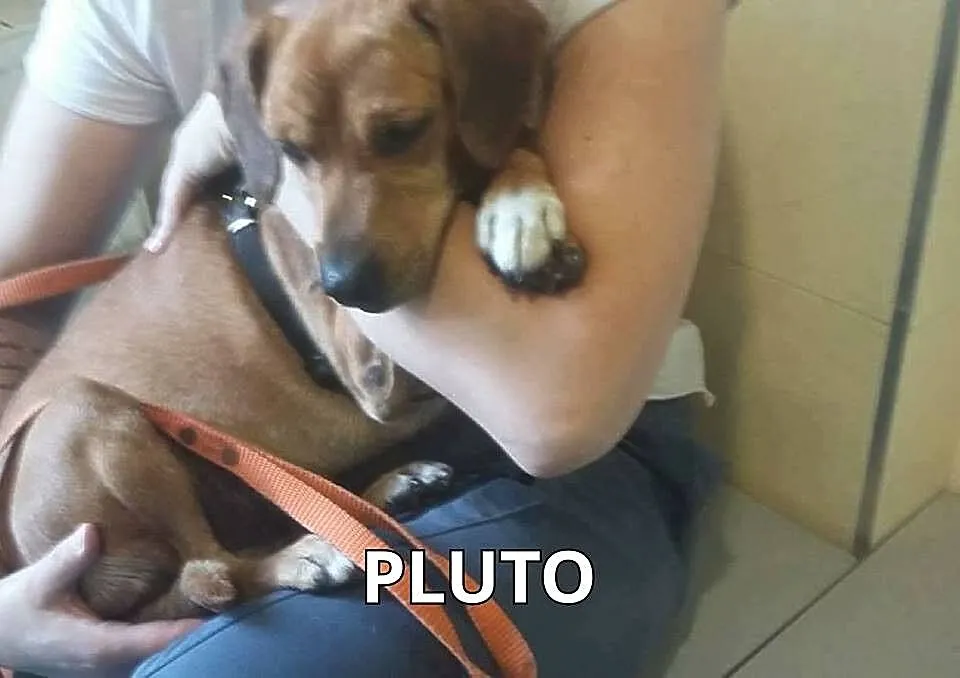 Plutek 5cio letni piesek o bardzo pogodnym usposob