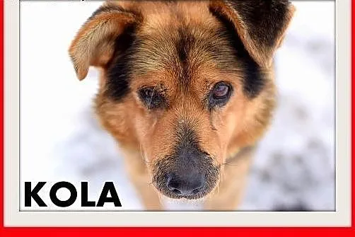 KOLA,starszy,spokojny,łagodny piesek średni.ADOPCJA,  małopolskie Kraków