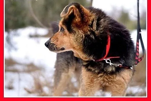KOLA,starszy,spokojny,łagodny piesek średni.ADOPCJ