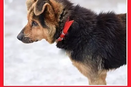 KOLA,starszy,spokojny,łagodny piesek średni.ADOPCJ