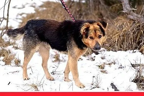 KOLA,starszy,spokojny,łagodny piesek średni.ADOPCJ